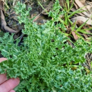 Carduus nutans at Bungendore, NSW - 17 Sep 2022 04:37 PM