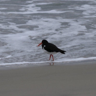 Haematopus longirostris (Australian Pied Oystercatcher) at Adventure Bay, TAS - 18 Sep 2022 by Rixon