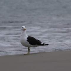 Larus dominicanus (Kelp Gull) - 1 Jan 1900 by Rixon