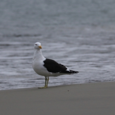 Larus dominicanus (Kelp Gull) - 1 Jan 1900 by Rixon