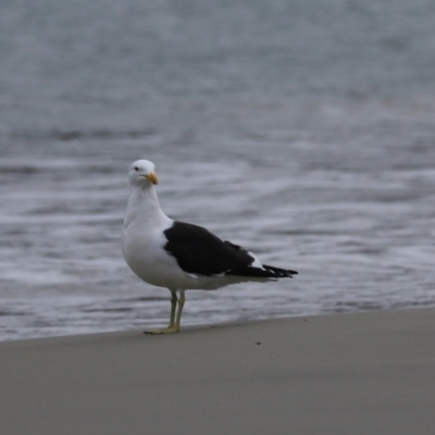 Larus dominicanus (Kelp Gull) at Adventure Bay, TAS - 18 Sep 2022 by Rixon