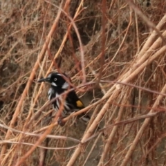 Phylidonyris novaehollandiae (New Holland Honeyeater) at Adventure Bay, TAS - 18 Sep 2022 by Rixon