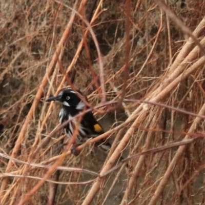 Phylidonyris novaehollandiae (New Holland Honeyeater) at Adventure Bay, TAS - 18 Sep 2022 by Rixon