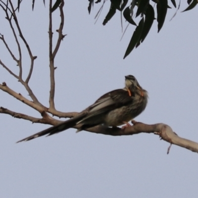 Anthochaera paradoxa (Yellow Wattlebird) at Adventure Bay, TAS - 19 Sep 2022 by Rixon