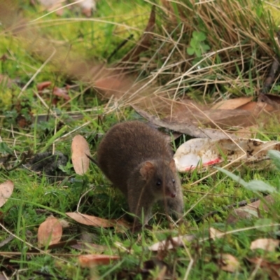 Antechinus mimetes mimetes (Dusky Antechinus) at Adventure Bay, TAS - 19 Sep 2022 by Rixon