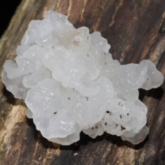 Tremella fuciformis (Snow Fungus) at Tidbinbilla Nature Reserve - 18 Aug 2022 by TimL