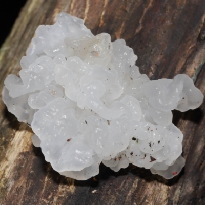 Tremella fuciformis (Snow Fungus) at Paddys River, ACT - 18 Aug 2022 by TimL