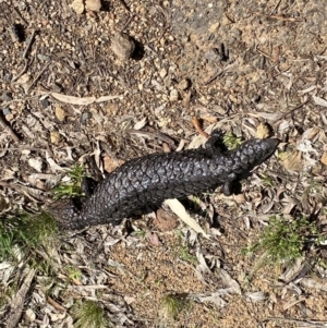 Tiliqua rugosa at Hackett, ACT - 19 Sep 2022