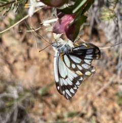 Belenois java (Caper White) at Hackett, ACT - 19 Sep 2022 by Ned_Johnston