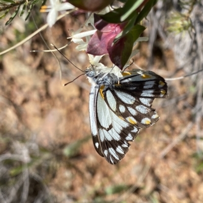 Belenois java (Caper White) at Hackett, ACT - 19 Sep 2022 by Ned_Johnston