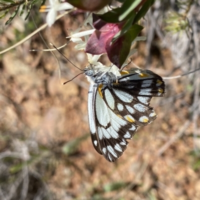 Belenois java (Caper White) at Mount Majura - 19 Sep 2022 by Ned_Johnston