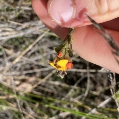 Dillwynia sericea at Hackett, ACT - 19 Sep 2022