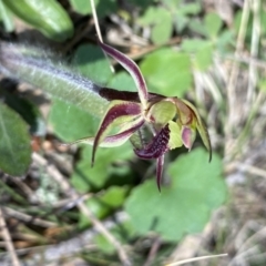 Caladenia actensis (Canberra Spider Orchid) at Hackett, ACT by NedJohnston