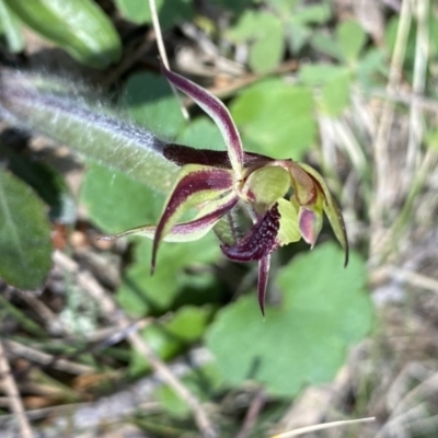 Caladenia actensis (Canberra Spider Orchid) at Hackett, ACT - 19 Sep 2022 by Ned_Johnston