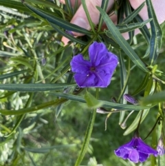 Solanum linearifolium (Kangaroo Apple) at Hackett, ACT - 19 Sep 2022 by Ned_Johnston