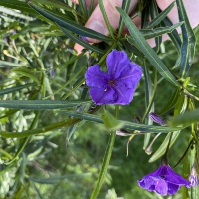 Solanum linearifolium (Kangaroo Apple) at Hackett, ACT - 19 Sep 2022 by Ned_Johnston