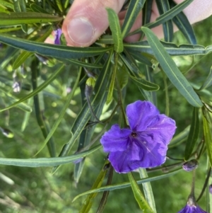 Solanum linearifolium at Hackett, ACT - 19 Sep 2022