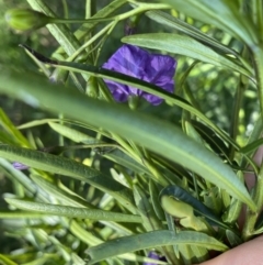 Solanum linearifolium at Hackett, ACT - 19 Sep 2022