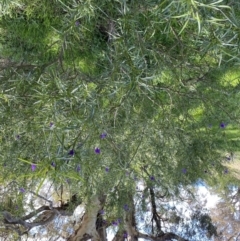 Solanum linearifolium at Hackett, ACT - 19 Sep 2022