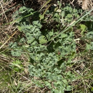 Marrubium vulgare at Hackett, ACT - 19 Sep 2022