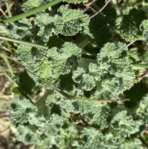 Marrubium vulgare at Hackett, ACT - 19 Sep 2022