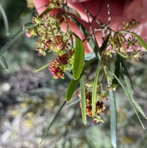 Dodonaea viscosa subsp. angustissima at Hackett, ACT - 19 Sep 2022 12:20 PM