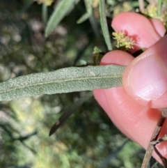 Dodonaea viscosa subsp. angustissima at Hackett, ACT - 19 Sep 2022 12:20 PM