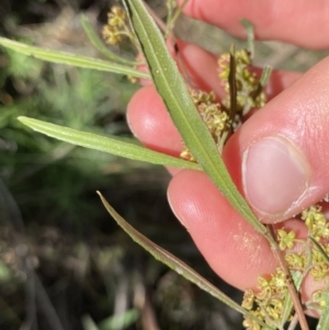 Dodonaea viscosa subsp. angustissima at Hackett, ACT - 19 Sep 2022 12:20 PM