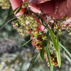 Dodonaea viscosa subsp. angustissima at Hackett, ACT - 19 Sep 2022 12:20 PM