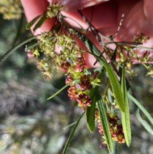 Dodonaea viscosa subsp. angustissima at Hackett, ACT - 19 Sep 2022 12:20 PM