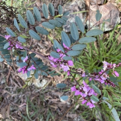 Indigofera australis subsp. australis (Australian Indigo) at Mount Ainslie - 19 Sep 2022 by Ned_Johnston