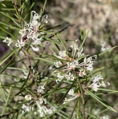 Hakea decurrens subsp. decurrens (Bushy Needlewood) at Hackett, ACT - 19 Sep 2022 by Ned_Johnston