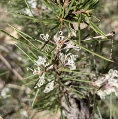 Hakea decurrens subsp. decurrens at Hackett, ACT - 19 Sep 2022