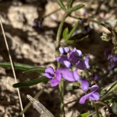 Glycine clandestina (Twining Glycine) at Hackett, ACT - 19 Sep 2022 by Ned_Johnston