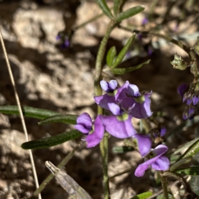 Glycine clandestina (Twining Glycine) at Hackett, ACT - 19 Sep 2022 by NedJohnston