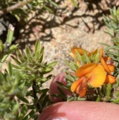 Pultenaea subspicata (Low Bush-pea) at Hackett, ACT - 19 Sep 2022 by NedJohnston