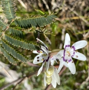 Wurmbea dioica subsp. dioica at Hackett, ACT - 19 Sep 2022 12:08 PM