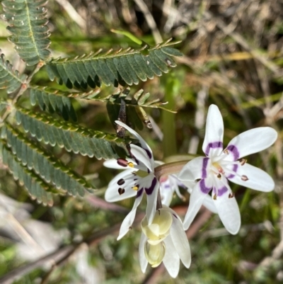 Wurmbea dioica subsp. dioica (Early Nancy) at Hackett, ACT - 19 Sep 2022 by Ned_Johnston