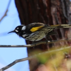 Phylidonyris novaehollandiae at Fyshwick, ACT - 20 Sep 2022 12:24 PM