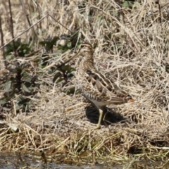 Gallinago hardwickii (Latham's Snipe) at Jerrabomberra Wetlands - 20 Sep 2022 by RodDeb