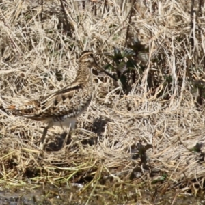 Gallinago hardwickii at Fyshwick, ACT - 20 Sep 2022 12:18 PM