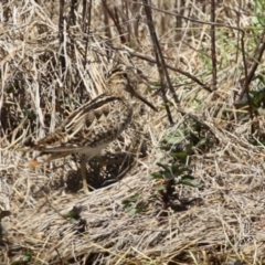 Gallinago hardwickii at Fyshwick, ACT - 20 Sep 2022