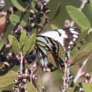 Belenois java at Fyshwick, ACT - 20 Sep 2022 11:52 AM