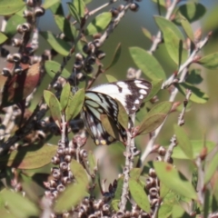 Belenois java at Fyshwick, ACT - 20 Sep 2022 11:52 AM