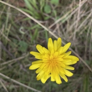 Microseris walteri at Bruce, ACT - 21 Sep 2022