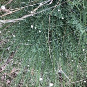 Rhodanthe anthemoides at Belconnen, ACT - 21 Sep 2022 12:30 PM