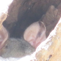 Trichosurus vulpecula (Common Brushtail Possum) at Jerrabomberra, NSW - 19 Sep 2022 by Christine