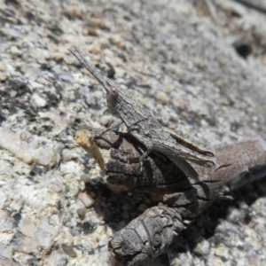 Coryphistes ruricola at Booth, ACT - 20 Sep 2022