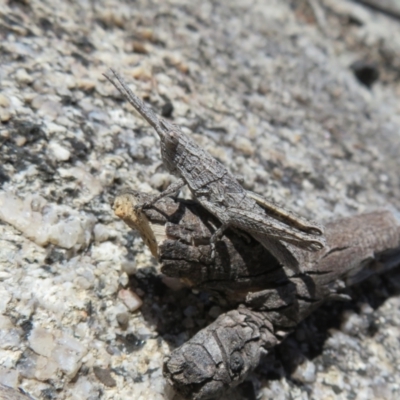 Coryphistes ruricola (Bark-mimicking Grasshopper) at Booth, ACT - 20 Sep 2022 by Christine