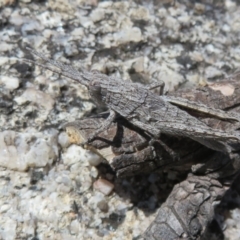 Coryphistes ruricola at Booth, ACT - 20 Sep 2022 12:32 PM